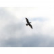 Цифровий фотоапарат Canon Powershot Zoom White kit (4838C014)